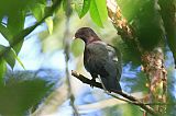 Red-billed Pigeonborder=